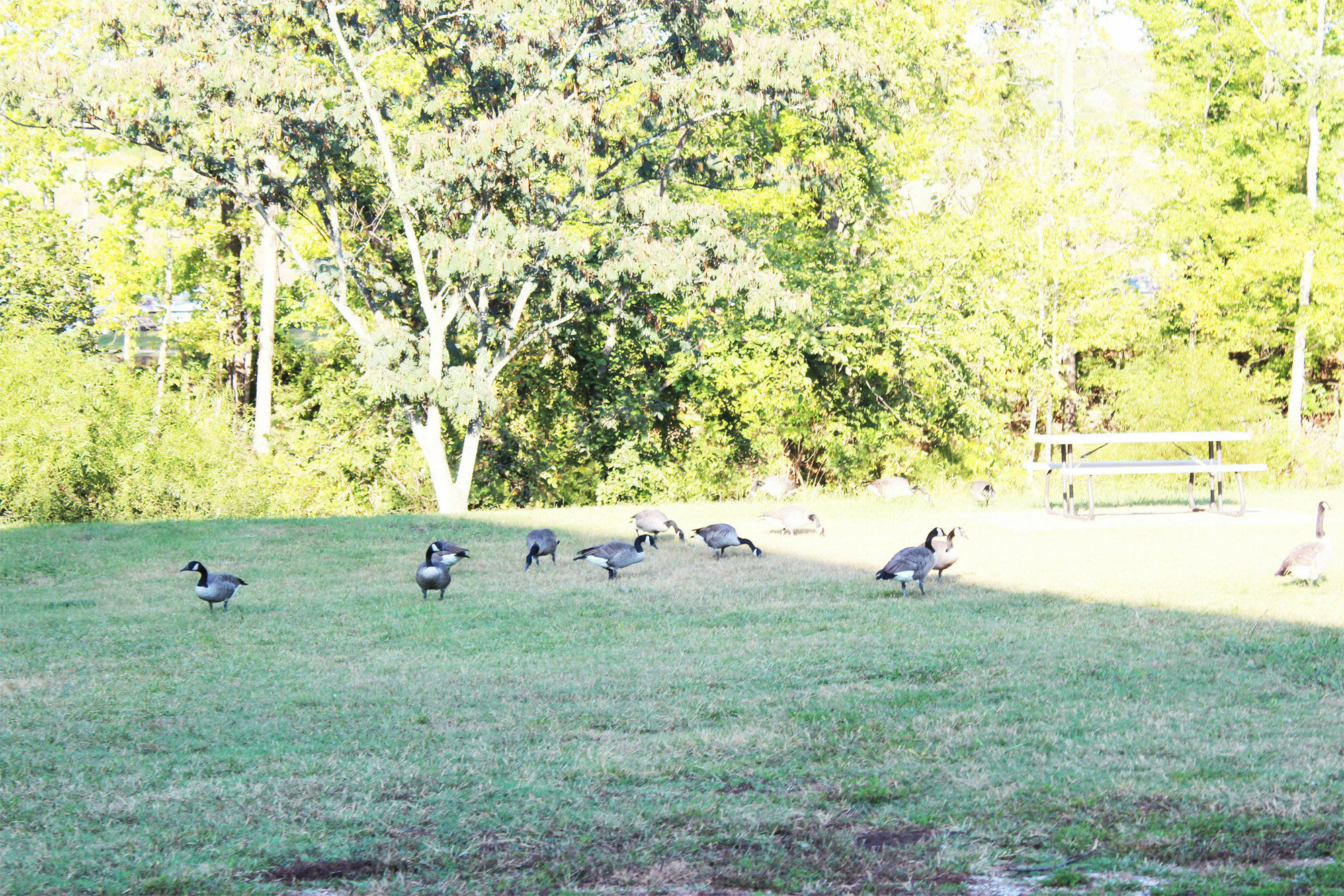 Arbors At Island Landing Hotel & Suites Pigeon Forge Esterno foto